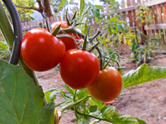 Der SHG-Schulgarten – frische Gartentomaten (Foto: Julina, 6A) Der SHG-Schulgarten – frische Gartentomaten (Foto: Julina, 6A)