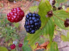 Süßes Obst für den Joghurt (Foto: Julina, 6A) Der SHG-Schulgarten (Foto: Julina, 6A)