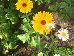 Der SHG-Schulgarten (Foto: Julina, 6A)