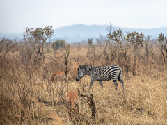 Wild Life (Foto: Lara-Angelina Lenau, 2018) Wild Life (Foto: Lara-Angelina Lenau, 2018)