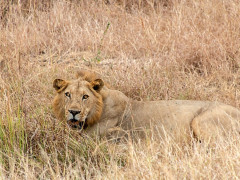 Wild Life (Foto: Lara-Angelina Lenau, 2018) Wild Life (Foto: Lara-Angelina Lenau, 2018)