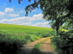 Ein idyllischer Feldweg (Foto: MAK)