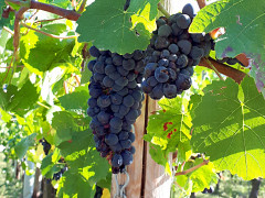 Aus Rheinland-Pfalz nicht wegzudenken: der Weinanbau