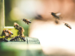 Bienen am Bienenstock