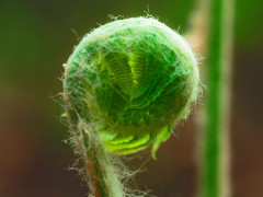 Farn (Foto: Timothy Dykes, Unsplash)
