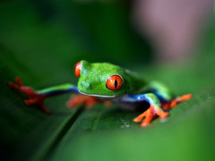 Frosch (Foto: Trevor Cole, Unsplash)