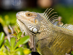 Leguan (Foto: Alexis Antonio, Unsplash)