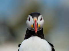 Papageitaucher (Foto: Ray Hennesse, Unsplash)