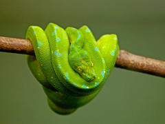 Grüner Baumphyton (Foto: Marius Masala, Unsplash)