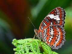 Schmetterling (Foto: David Clode, Unsplash)