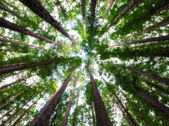 Wald (Foto: Arnaud Mesureur, Unsplash)