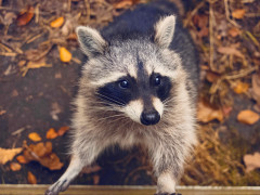 Waschbär (Foto: Quinten de Graaf, Unsplash)