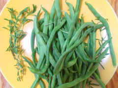 Unsere eigenen grünen Bohnen Unsere eigenen grünen Bohnen