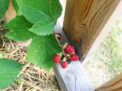Die ersten Brombeeren – lecker! Die ersten Brombeeren – lecker!
