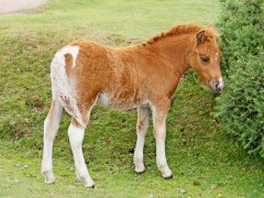Dartmoor Pony Dartmoor Pony