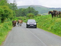 Freilebende Dartmoor Ponies Freilebende Dartmoor Ponies