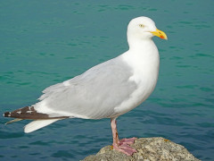 Englische Möwe (Foto: MAK) Englische Möwe (Foto: MAK)