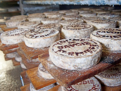 Handgemachter französischer Käse (Foto: Damien Kuhn)