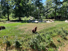 Hier gibt es auch Bären