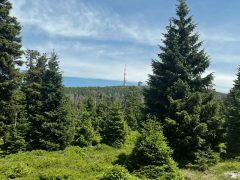 Blick in den Harz